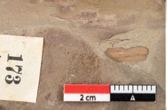 Foto (Detailansicht) von Glyptostrobus europaeus Brongniart (NHMW-GEO-2024-0188-0173)